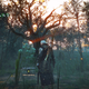 Illustration for article titled My Quest To Find A Special Tree In The Witcher 3
